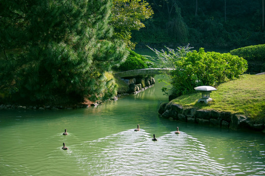 湖水群鸭