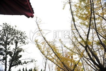 银杏树 园林景观 秋季树木