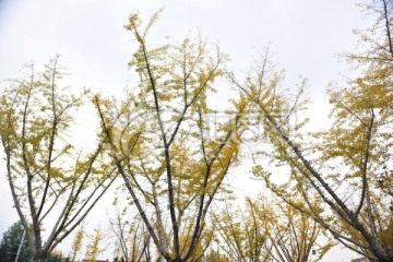 银杏园 银杏林 秋季树木
