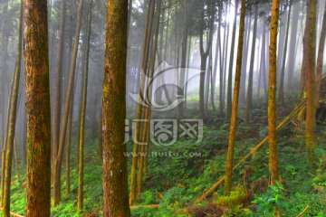 台湾阿里山风光 桧木