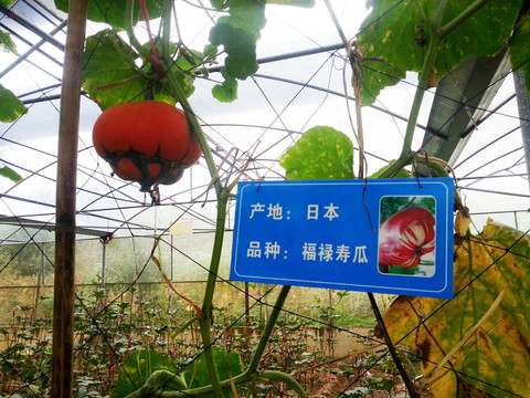 福禄寿瓜 蔬菜