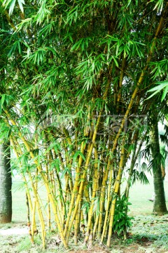 竹子 竹林
