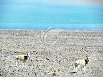 西藏野生动物 藏原羚