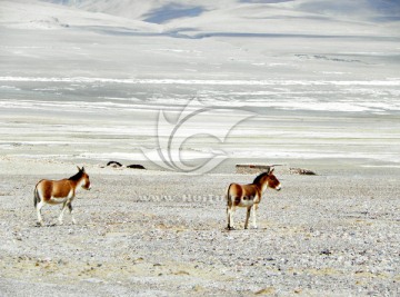 西藏野生动物 藏野驴