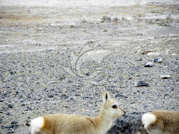 西藏野生动物 藏原羚