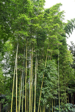 竹海 竹林小径