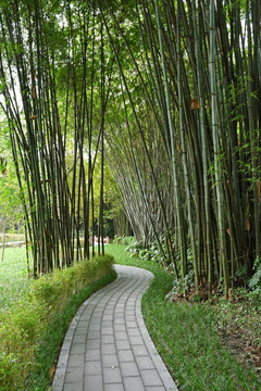 竹海 竹林小径