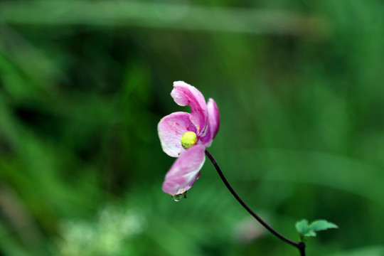 野棉花