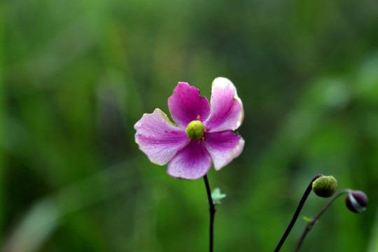 野棉花