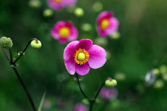 野棉花