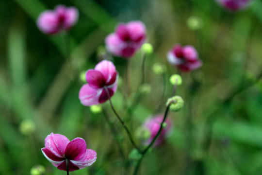 野棉花