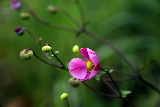 野棉花