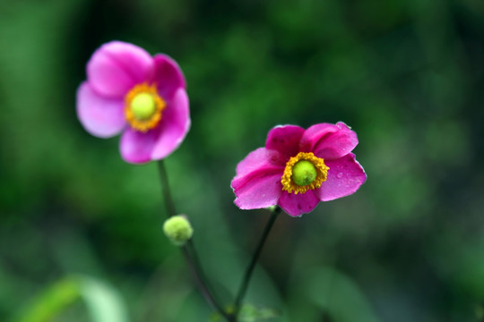 野棉花