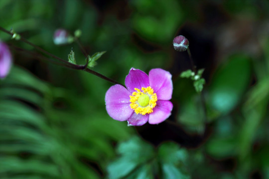 野棉花