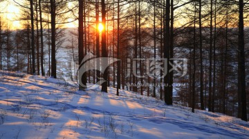 松林雪景光影