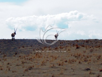 西藏野生动物 藏羚羊