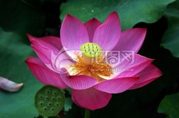 荷花