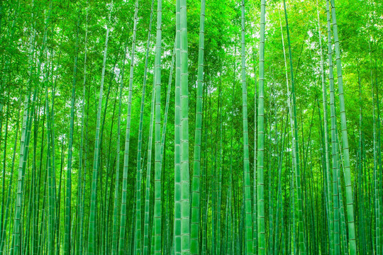 竹林