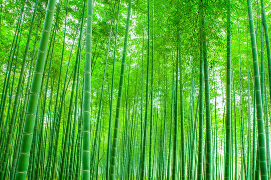 竹林