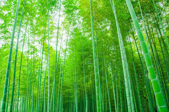 竹林