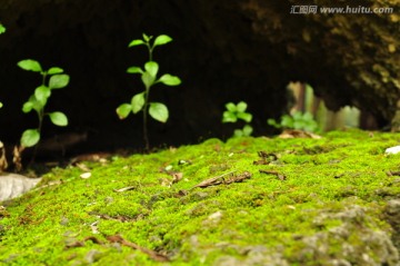 苔藓