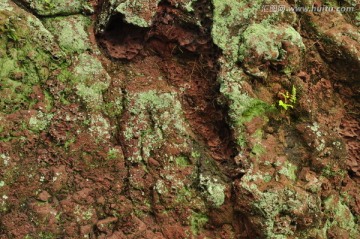 火山石 纹苔藓图案