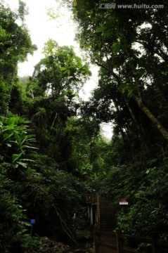 热带雨林