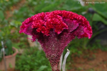鸡髻花