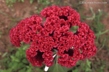 红色鸡冠花