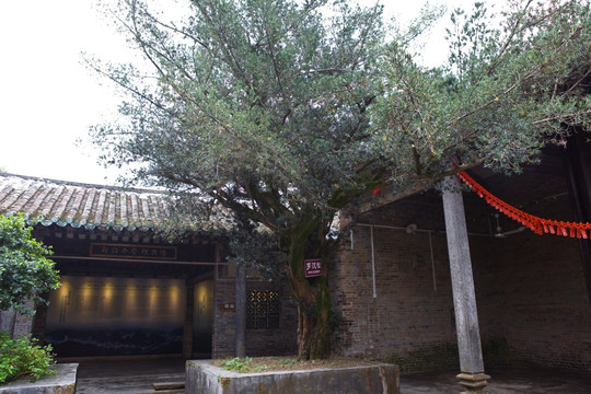 罗汉松 古树