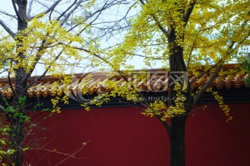 红墙秋树
