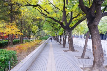 北京步道古树