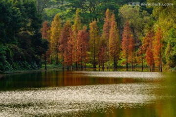 湖上红叶水杉