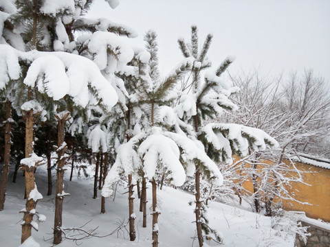 东北雪景 （8）