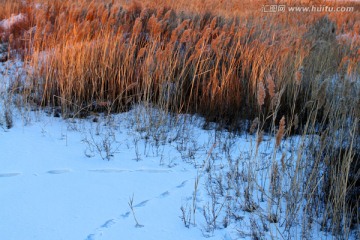 湿地 芦苇 雪