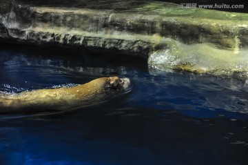 游泳的成年海豹