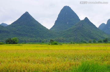 乡村 水稻