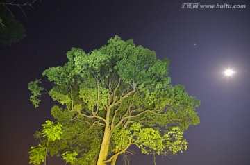 夜空 星空 树木