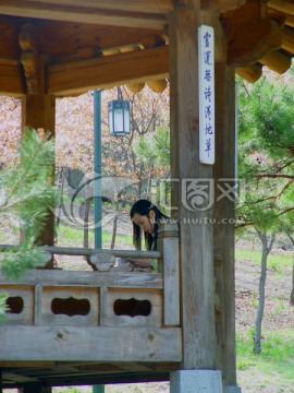 首尔南山公园小景 韩国传统木亭