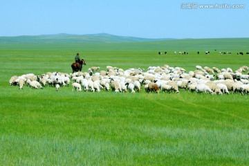 呼伦贝尔草原骑马放牧羊群