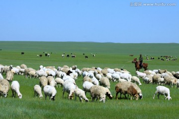 夏季骑马放牧羊群