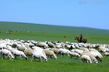 夏季骑马放牧羊群