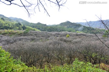 田园风光 普宁梅花