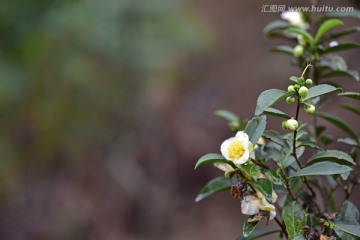 山茶花