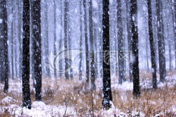 大雪中的松林风景