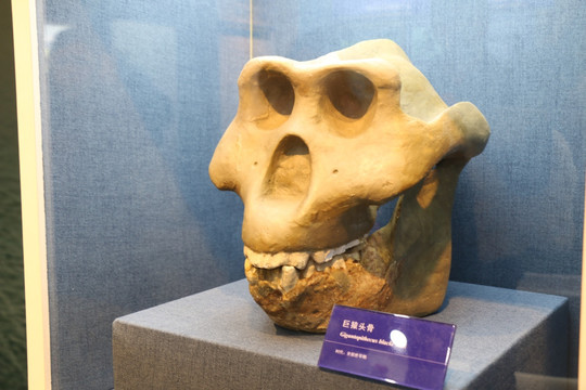 巨猿头骨化石
