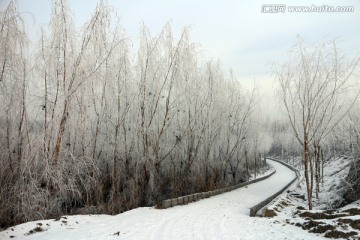 柳林雪路