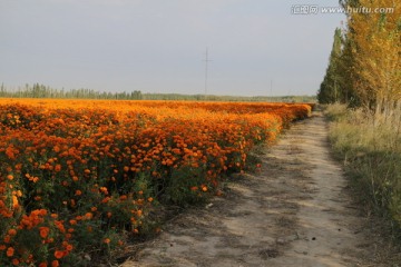 菊园小道