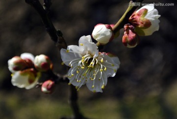 梅花