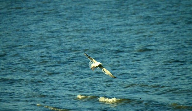 水面飞翔的鸥鸟